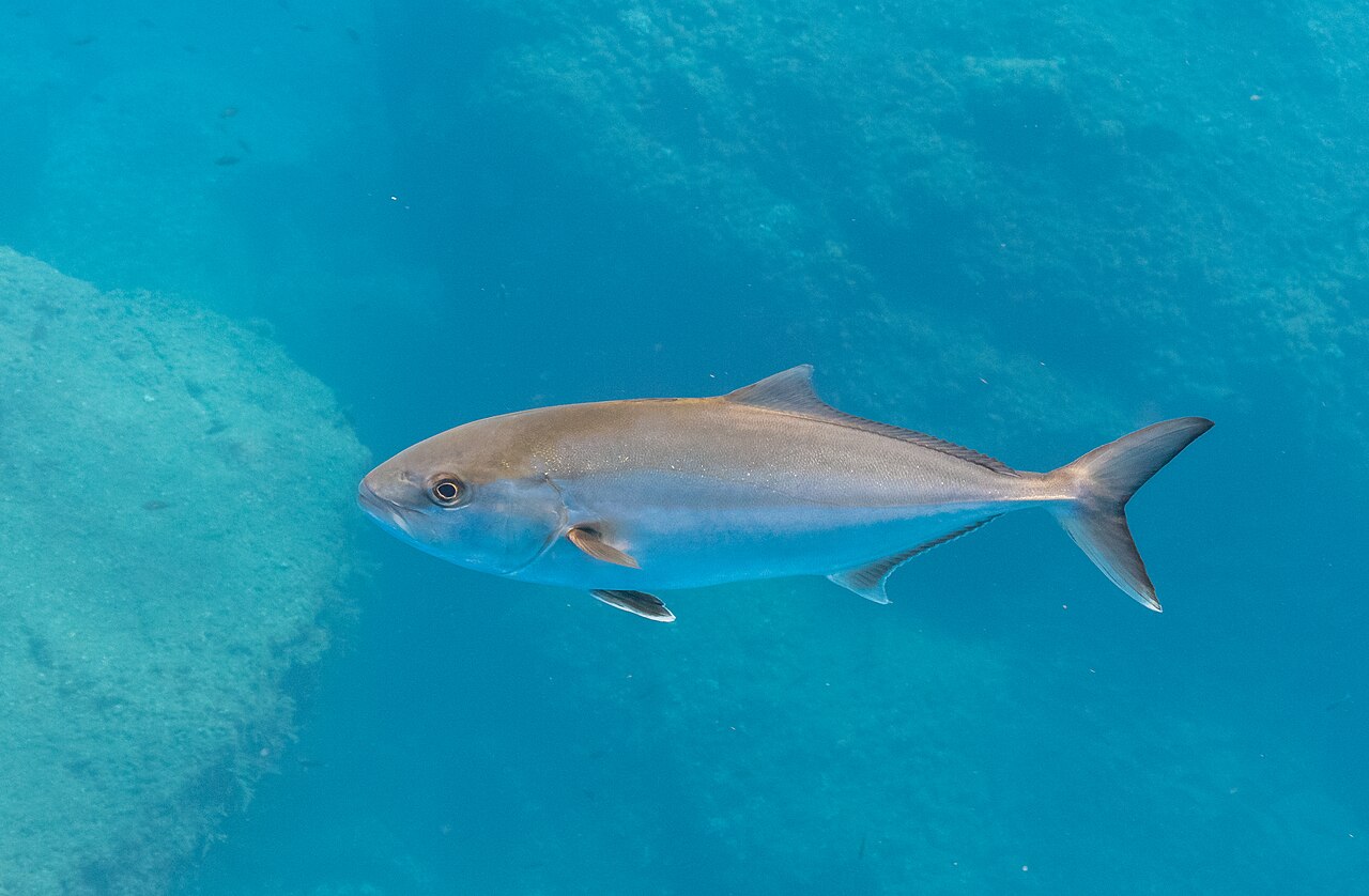 Heavy jigging rod fighting amberjack near wreck structure