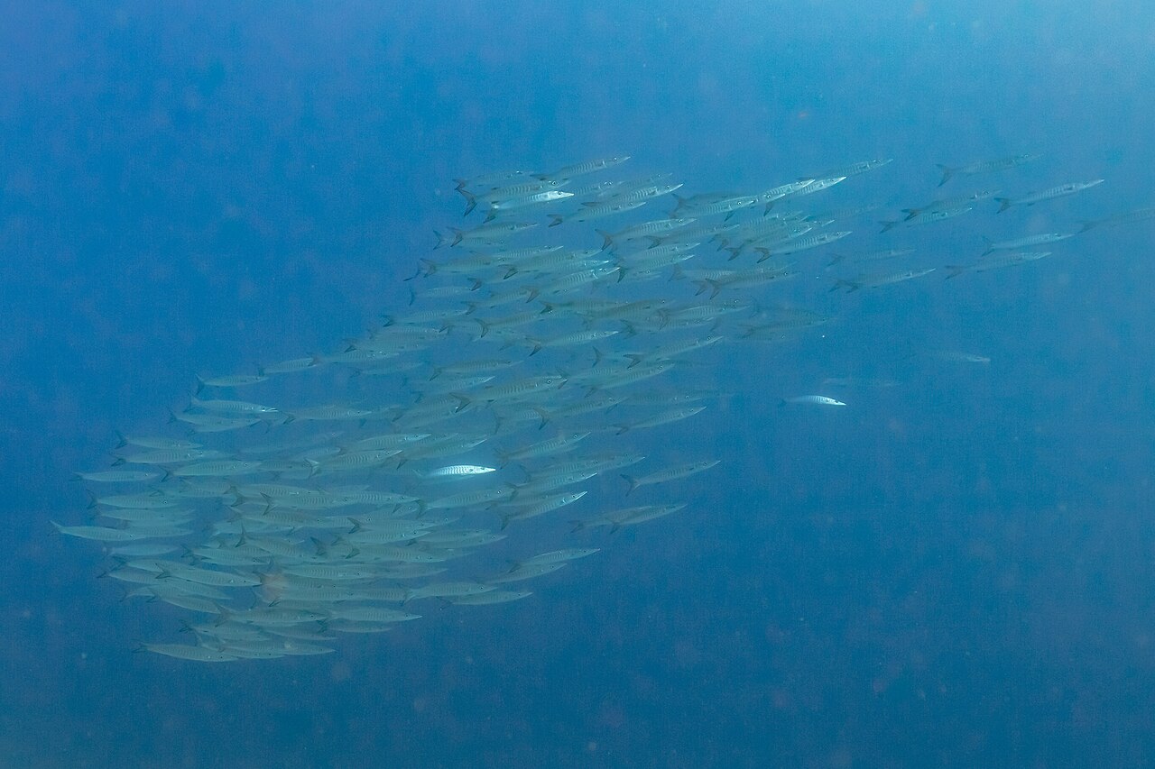Barracuda strike on a fast-retrieved lure