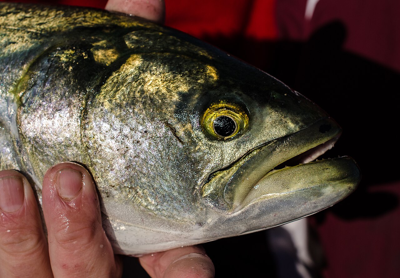 Bluefish breaking the surface feeding on bait