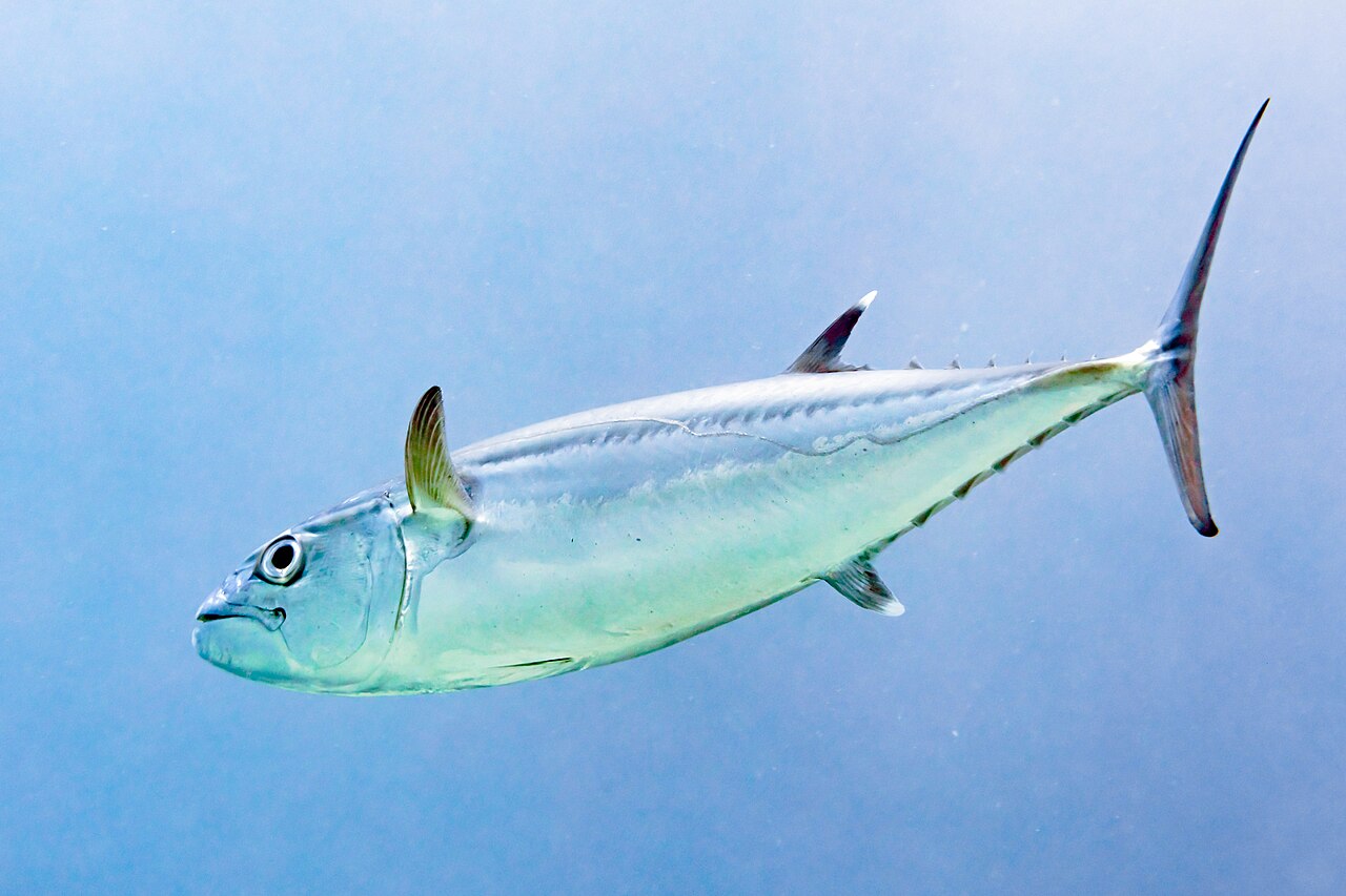 Vertical jigging for dogtooth tuna over reef structure