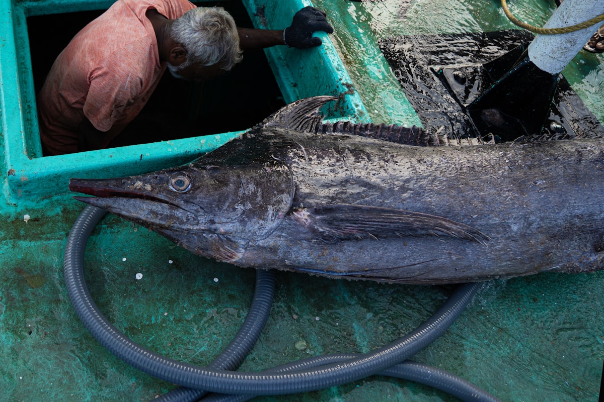 Big game marlin trolling off Bazaruto Archipelago, Mozambique